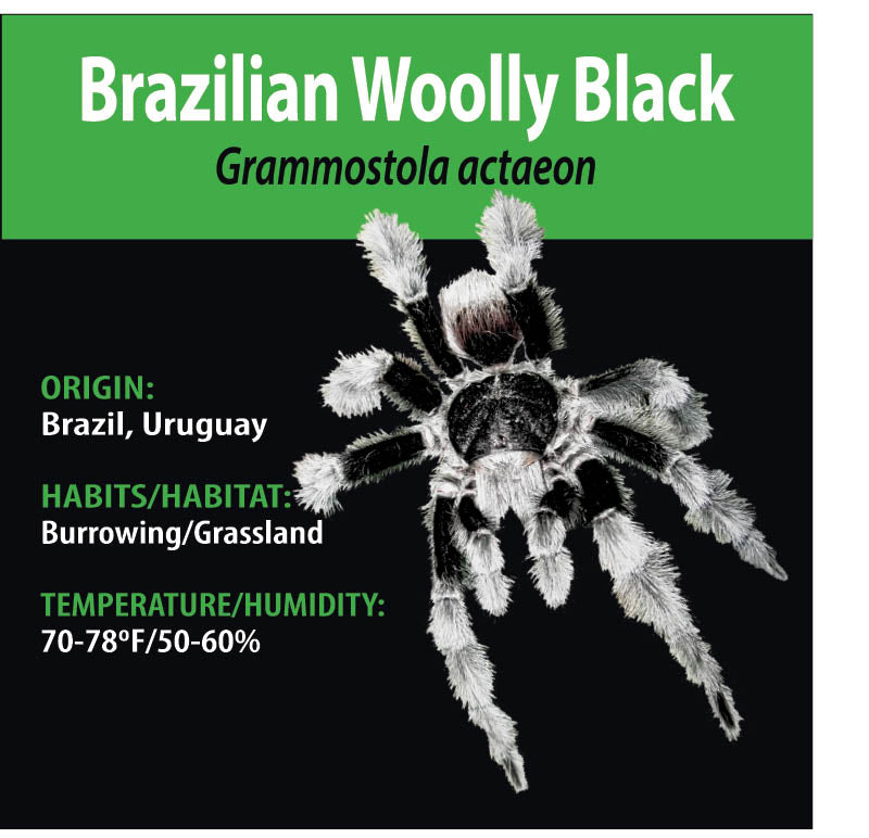 TERRESTRIAL GRAB N GO KIT: Grammostola actaeon (Brazilian Woolly Black) 1.5"+