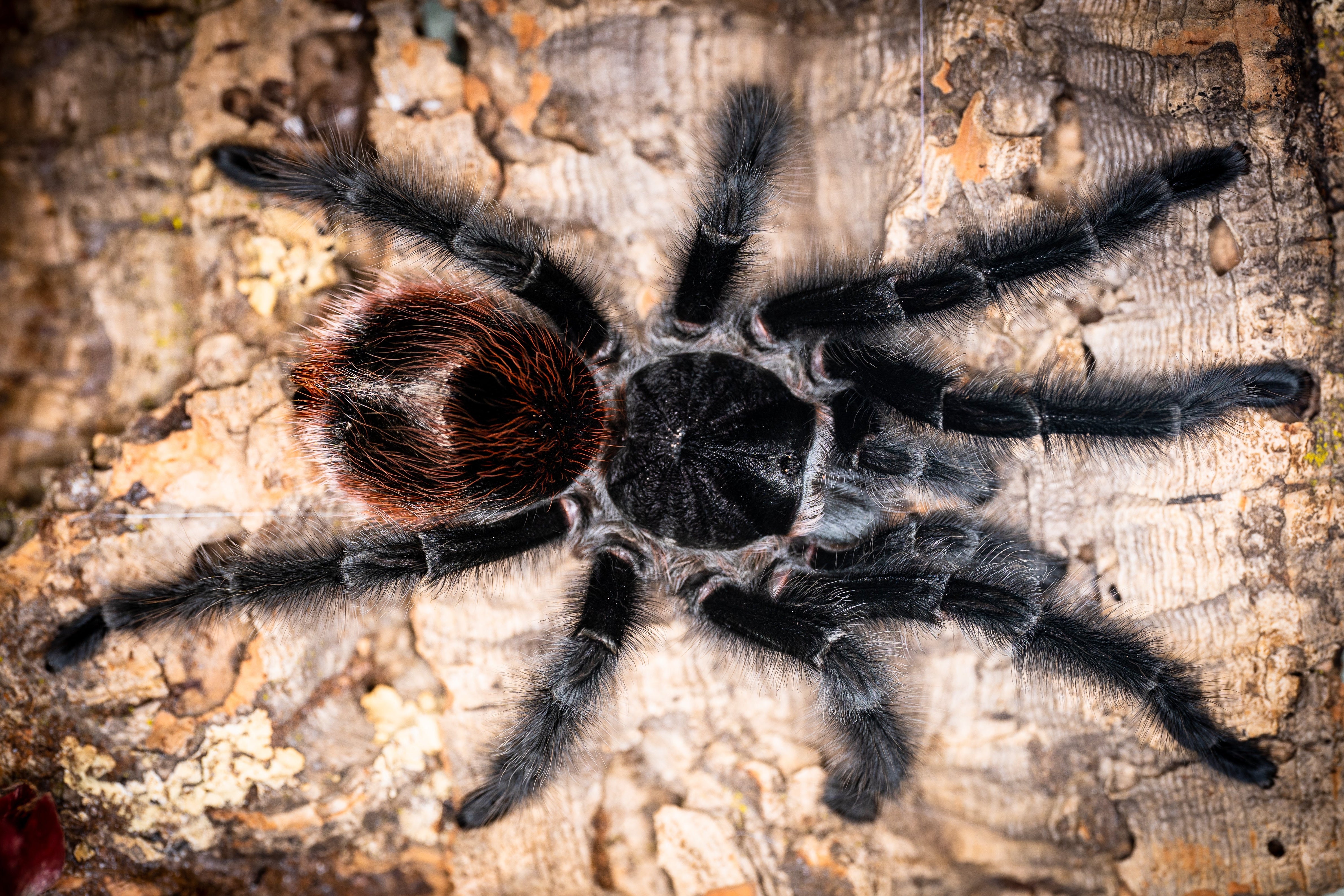 Grammostola iheringi (Argentine Black)
