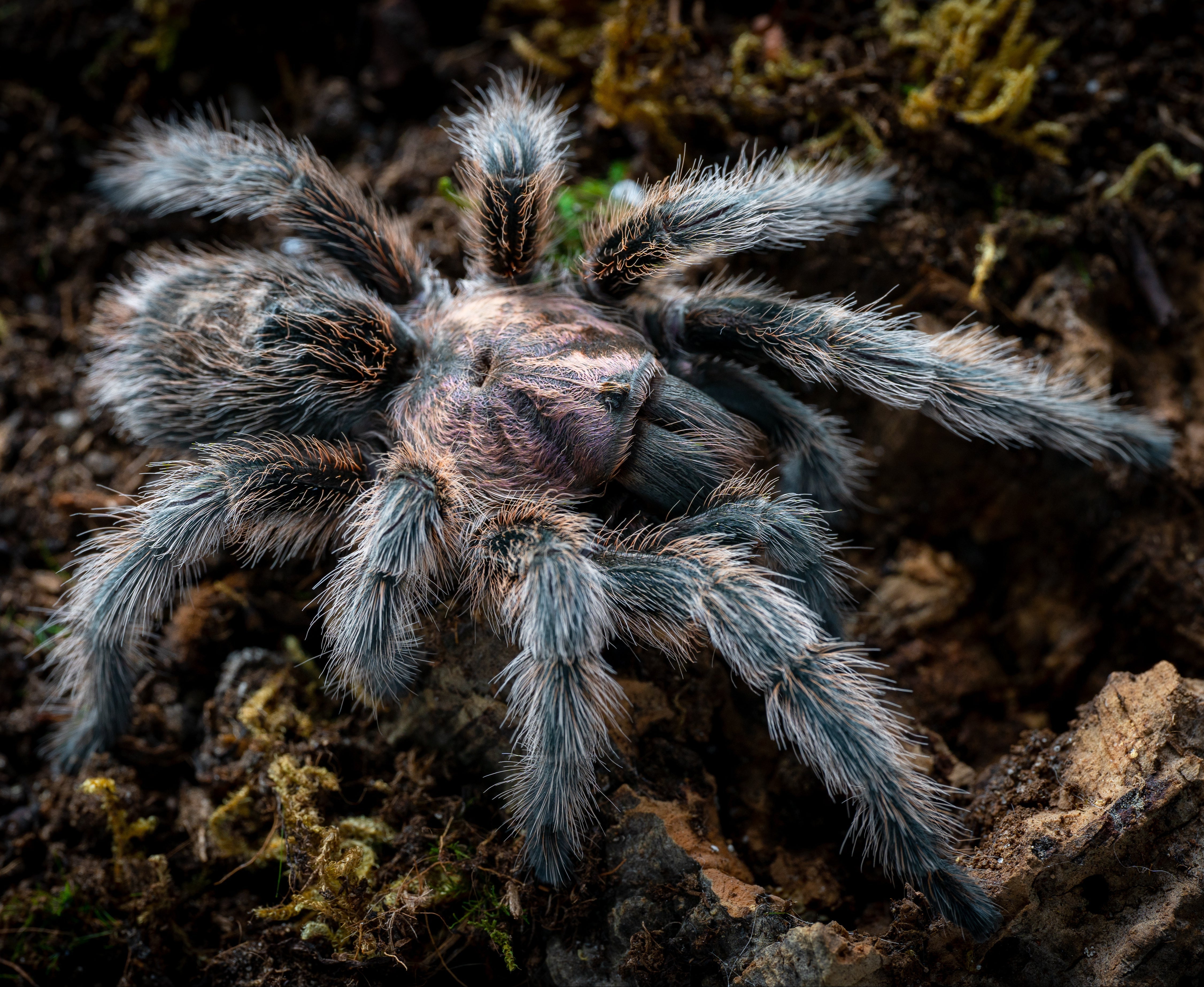 Grammostola porteri (Common Rose Hair)