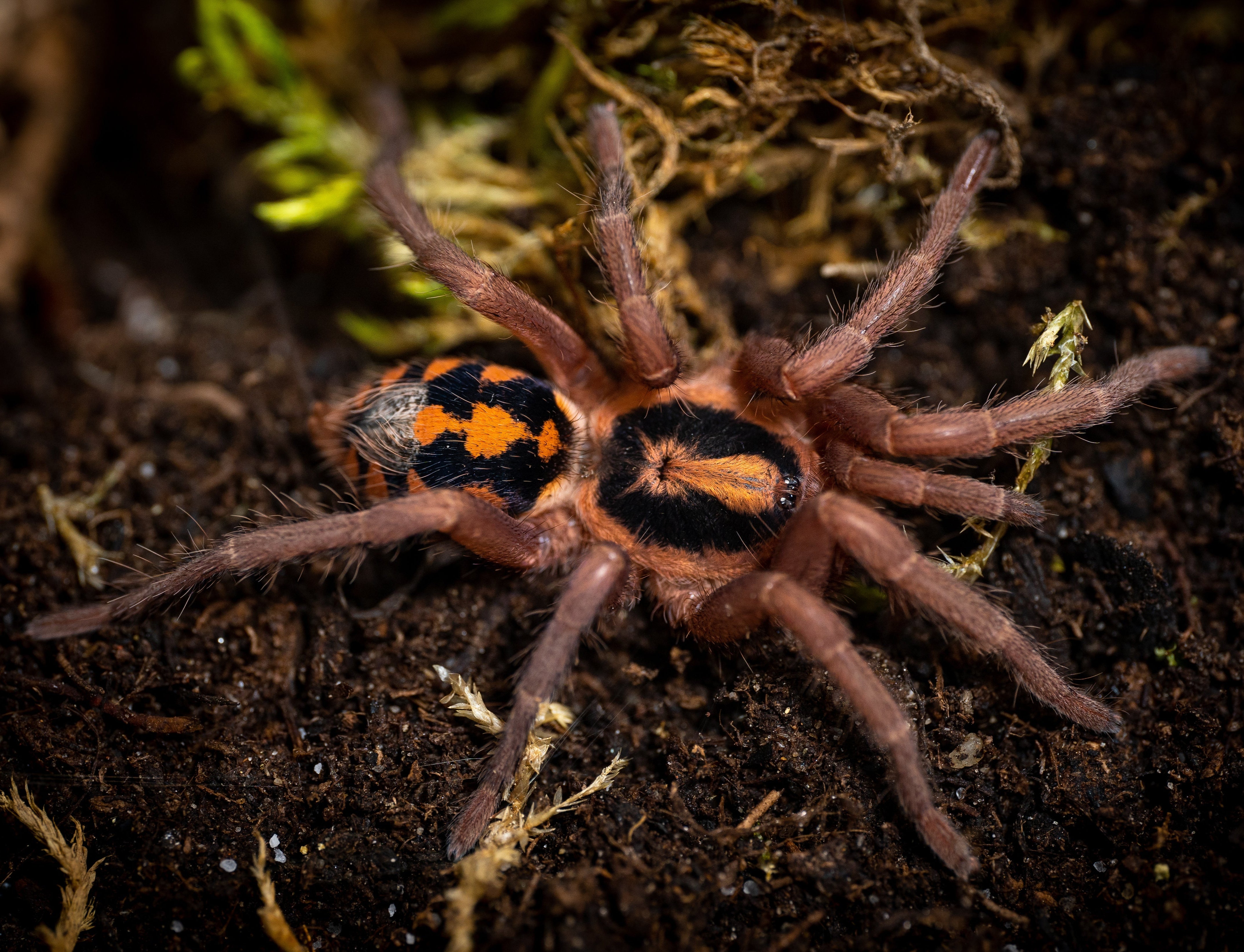 Hapalopus sp. 'Colombia Large' (Pumpkin Patch) .25"