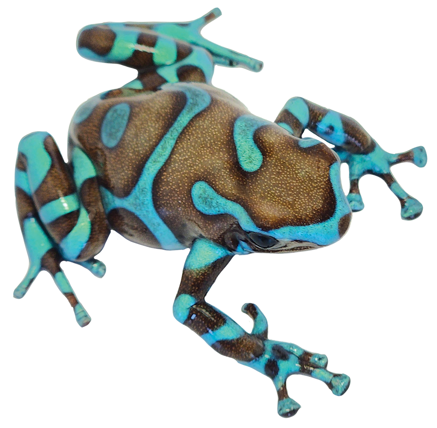 Dart Frog HIGHLAND BRONZE