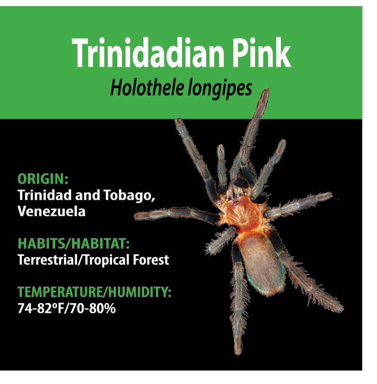 TERRESTRIAL GRAB N GO KIT: Holothele longipes (Trinidadian Pink) 1.5"+