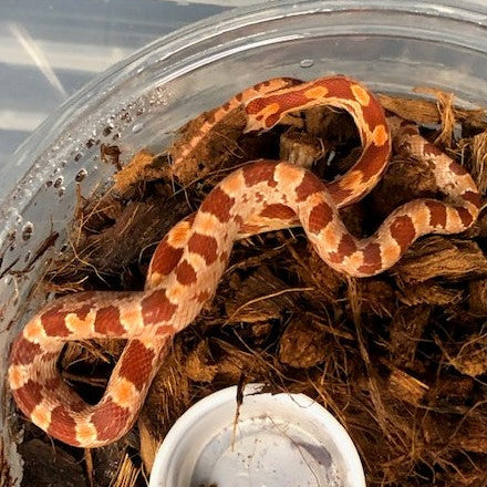Serpiente del maíz - Hipo