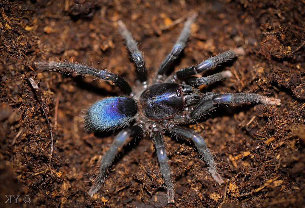 Sahydroaraneus raja (Indian Blue Dwarf) Tarantula