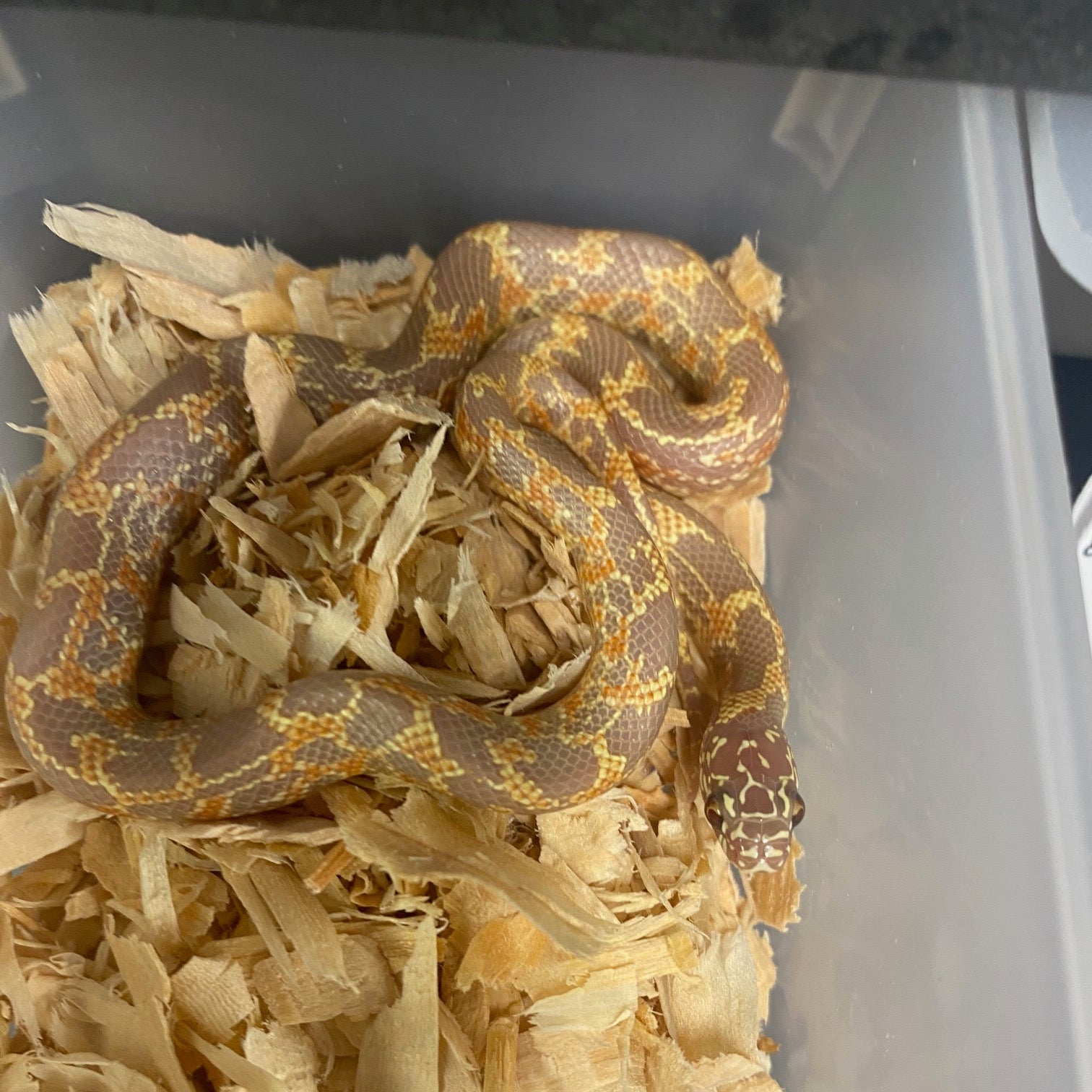 Serpiente real - Florida: Mosaico albino