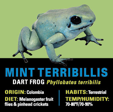 GRAB N GO KIT: Dart Frog - MINT TERRIBILIS
