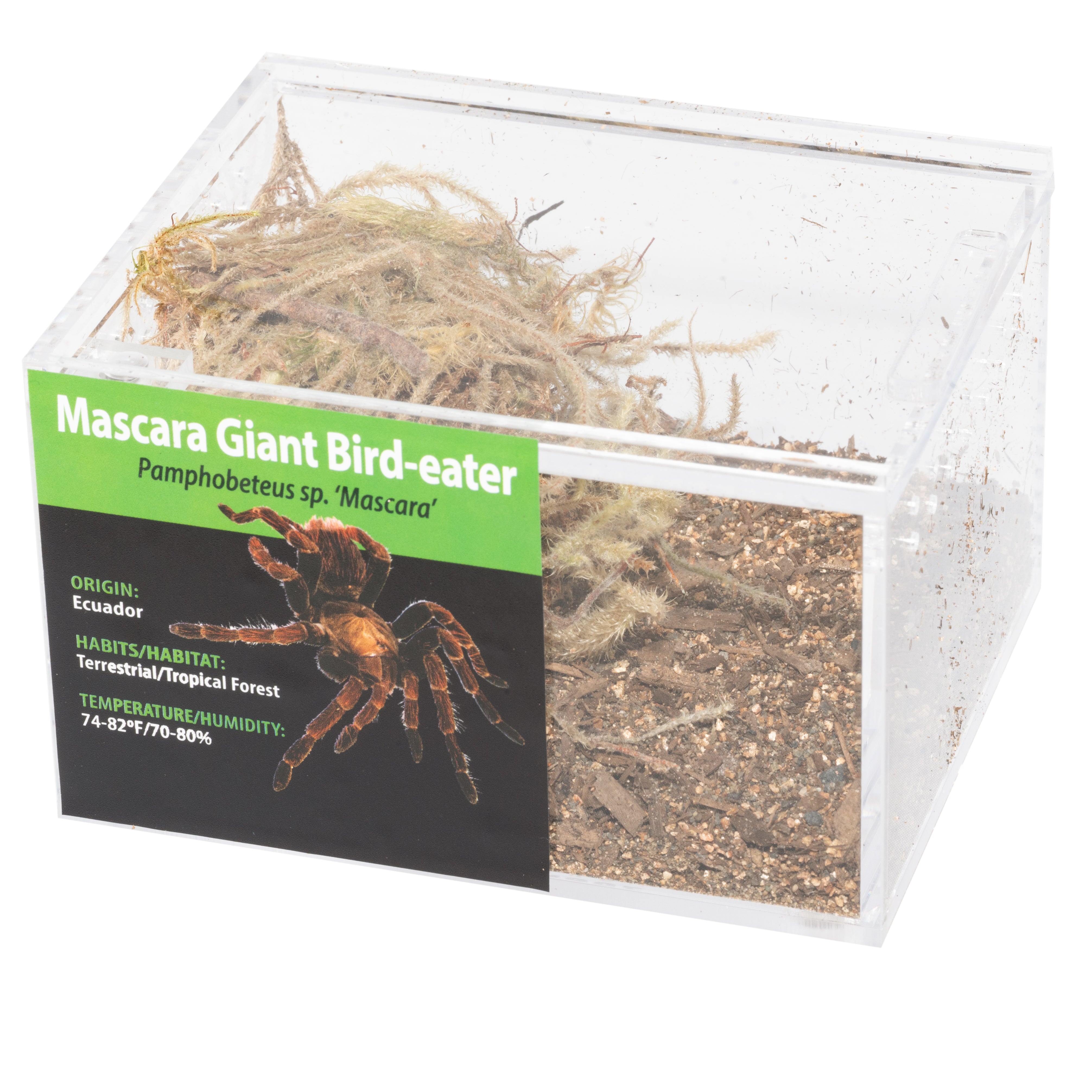 KIT PARA LLEVAR: Pamphobeteus sp. 'Mascara' (Pamphobeteus sp. 'Mascara', gigante devorador de pájaros)