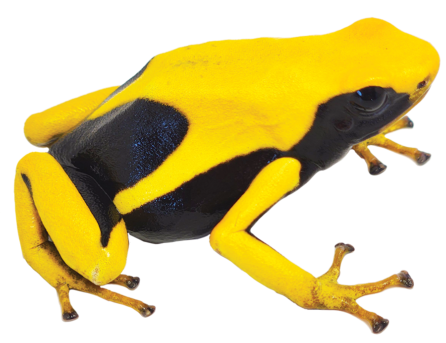 Dart Frog MATECHO