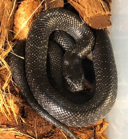 Serpiente Rey: Negra Mexicana