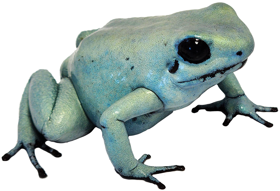 Dart Frog MINT TERRIBILIS