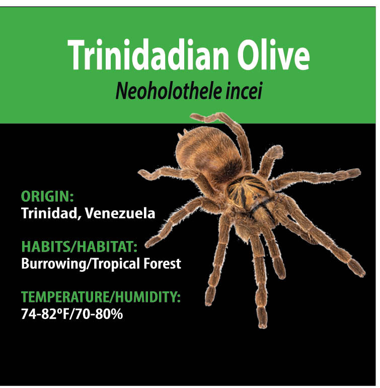 TERRESTRIAL GRAB N GO KIT: Neoholothele incei (Trinidadian Olive) 1.5"+