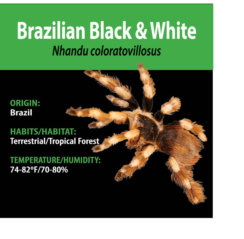 TERRESTRIAL GRAB N GO KIT: Nhandu coloratovillosus (Brazilian Black & White) 1.5"+