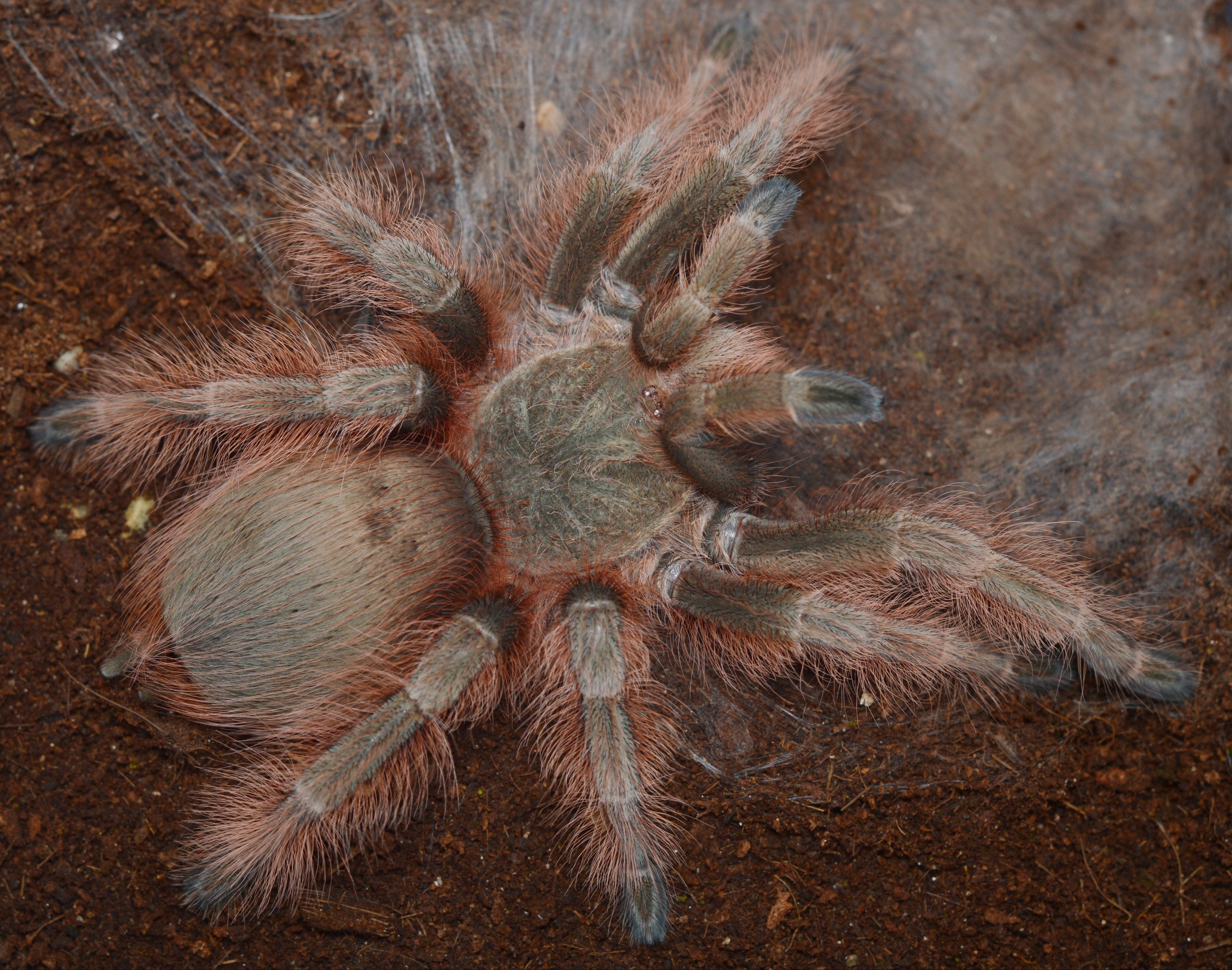 Nhandu tripepii (Brazilian Giant Blonde)