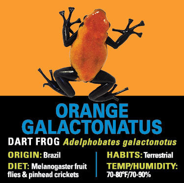 GRAB N GO KIT: Dart Frog - ORANGE GALACTONOTUS