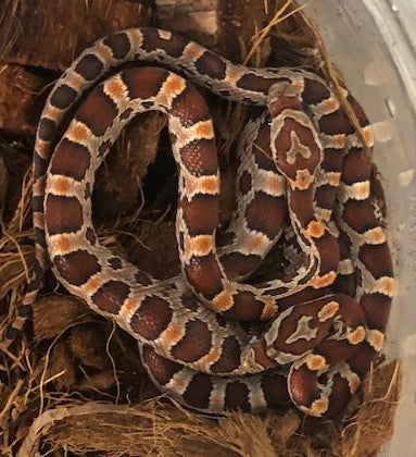 Corn Snake - Okeetee