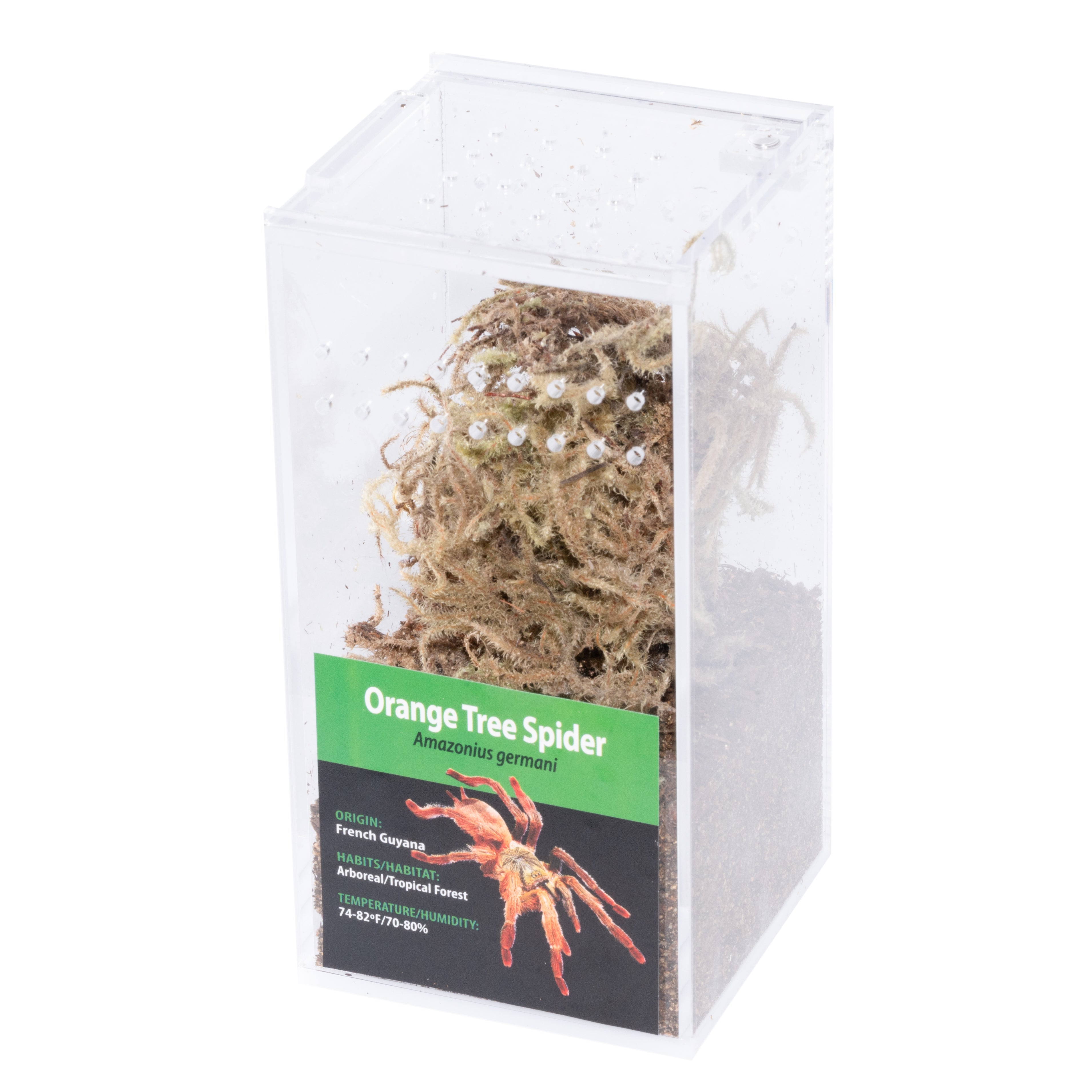GRAB N GO キット: Amazonius germani (オレンジツリースパイダー)