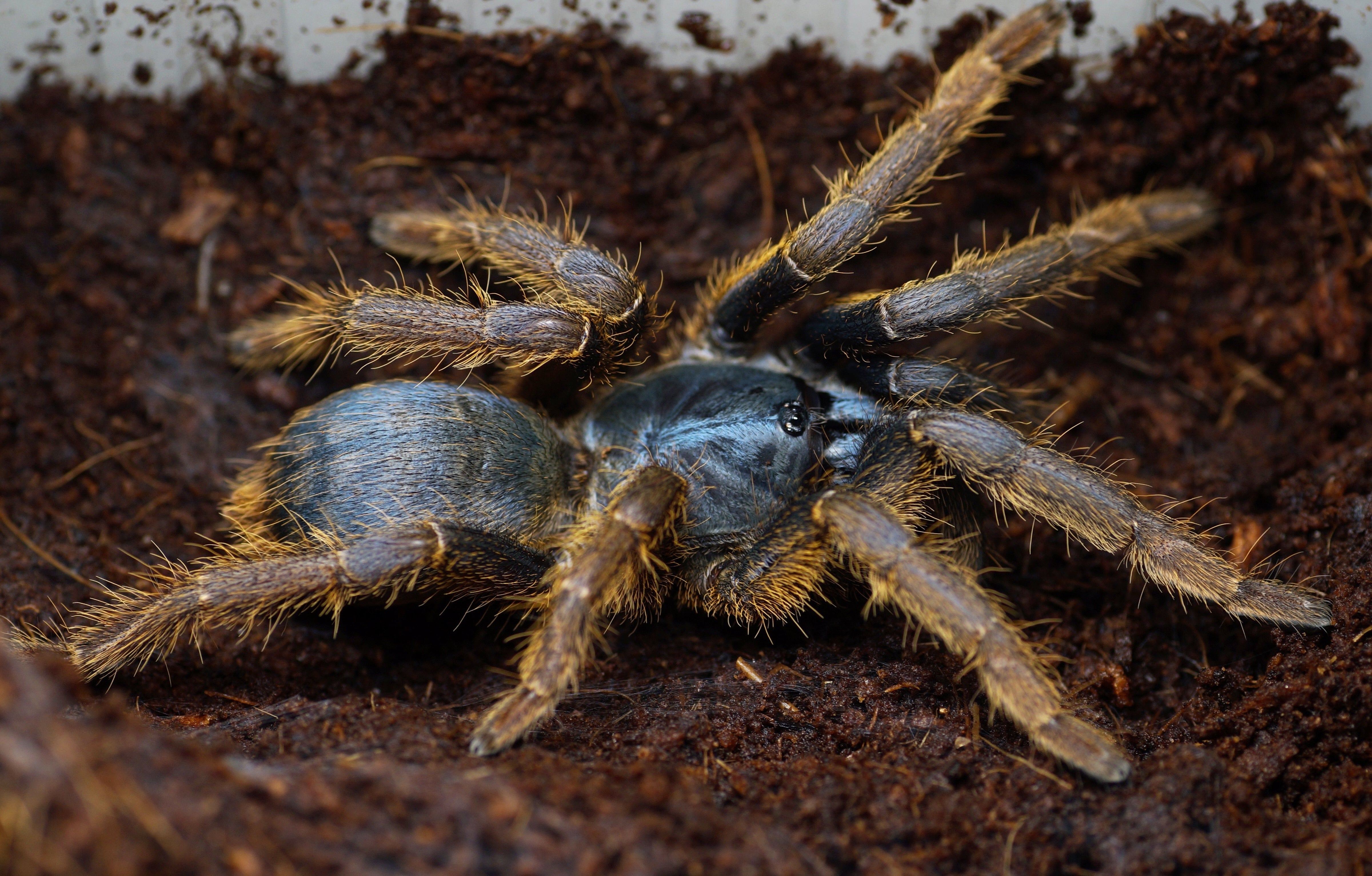 Ornithoctonus sp. 'Vietnam Silver' (Vietnam Silver)