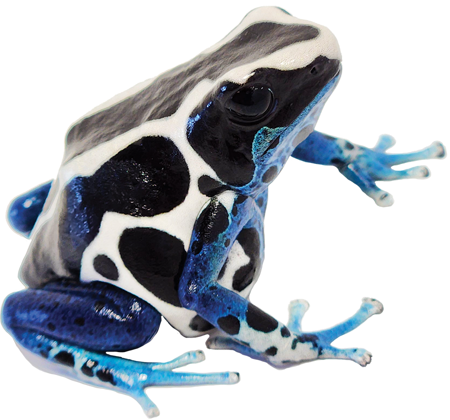 Dart Frog OYAPOK