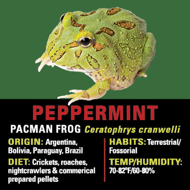 GNG Kit: Pacman Frog - PEPPERMINT