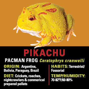 GNG Kit: Pacman Frog - PIKACHU