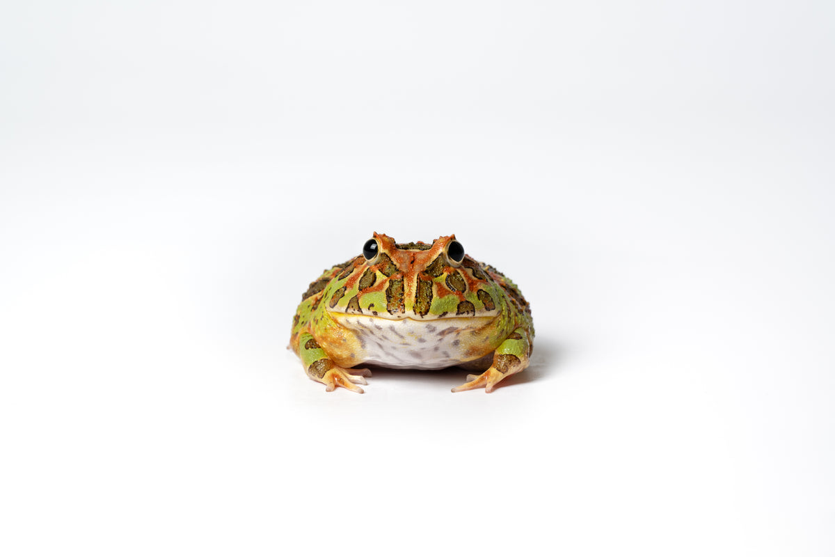 Pac-man Frog