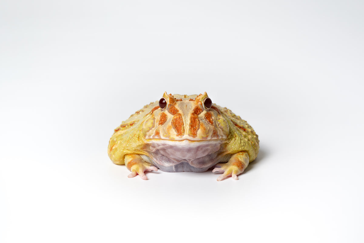 Pac-man Frog