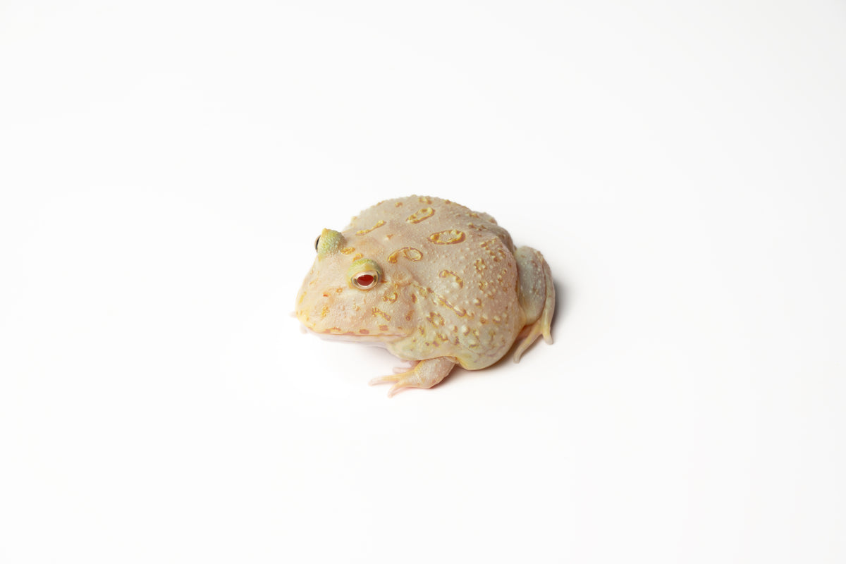 Pac-man Frog