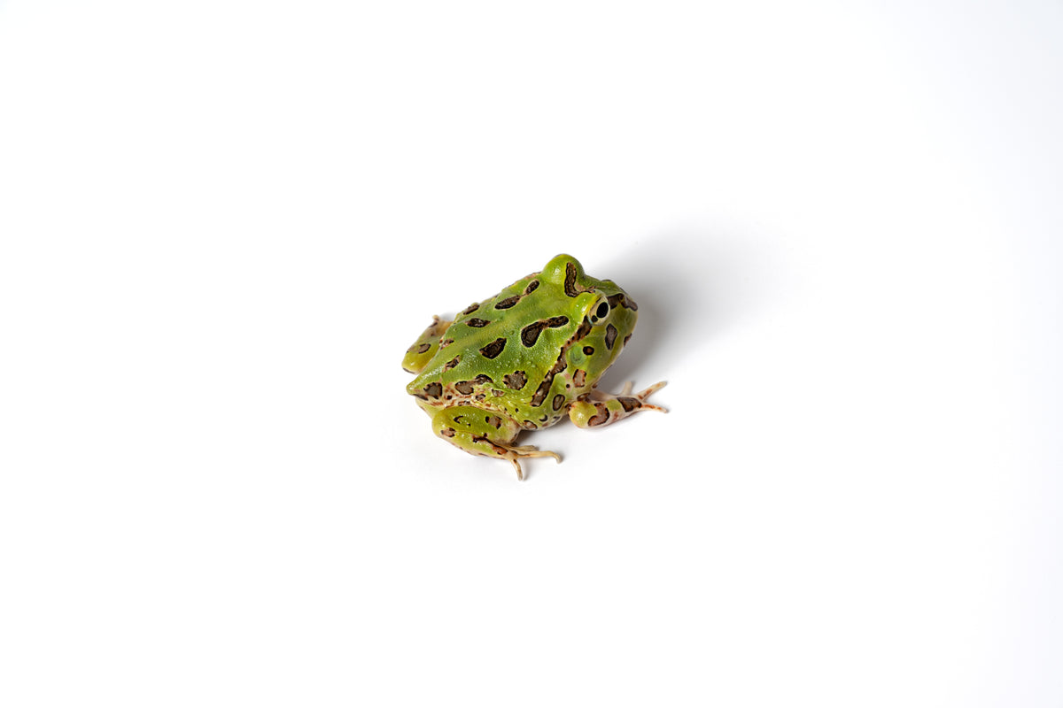 Pacific Horned Frog
