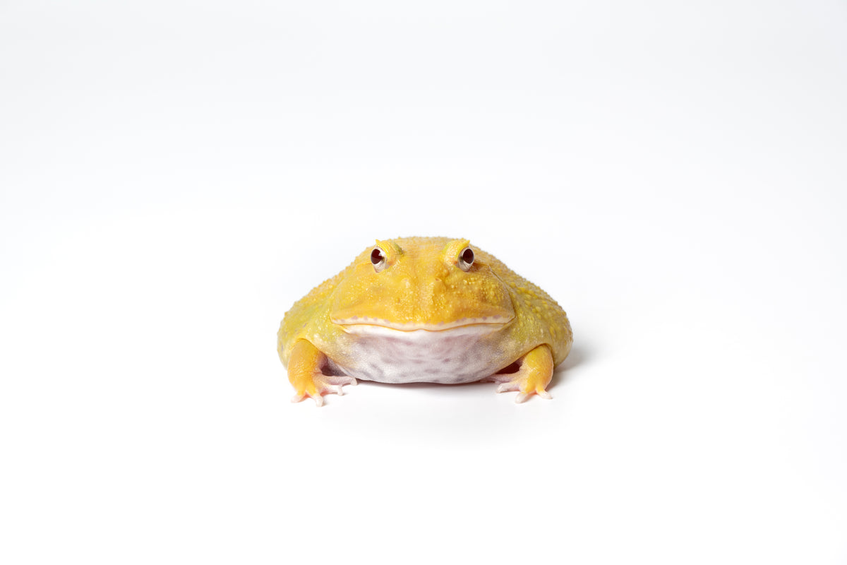 Pac-man Frog