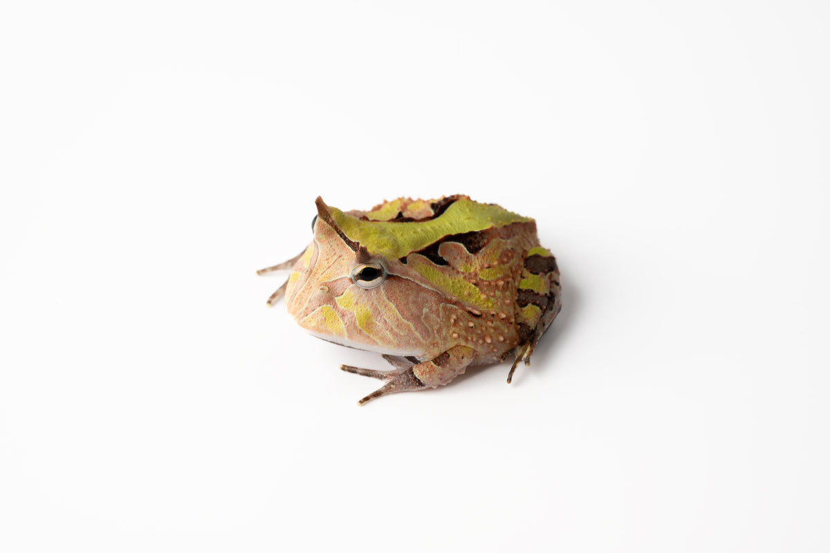 Pac-man Frog