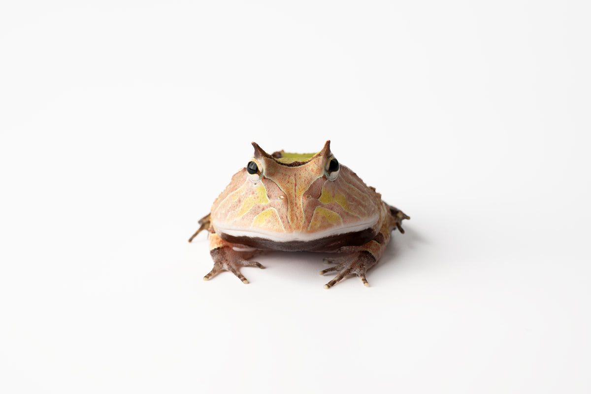Pac-man Frog