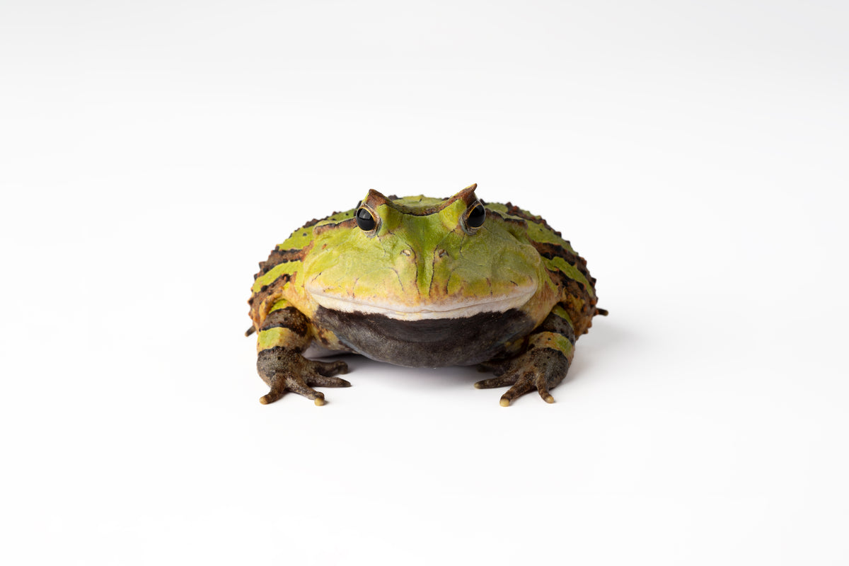 Pac-man Frog