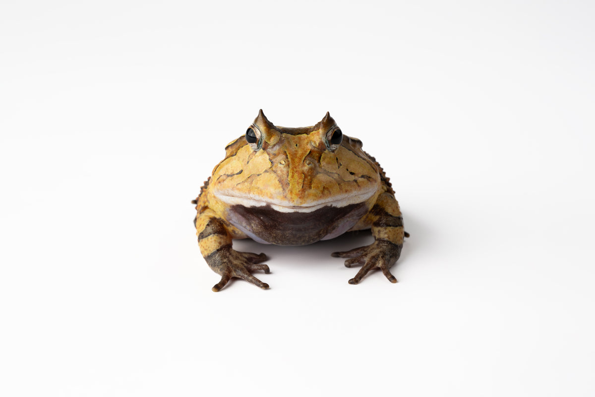 Pac-man Frog