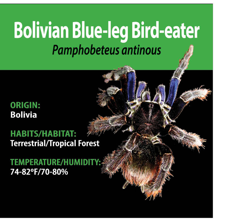 TERRESTRIAL GRAB N GO KIT: Pamphobeteus antinous (Bolivian Blue-leg Bird-eater) 1.5"+