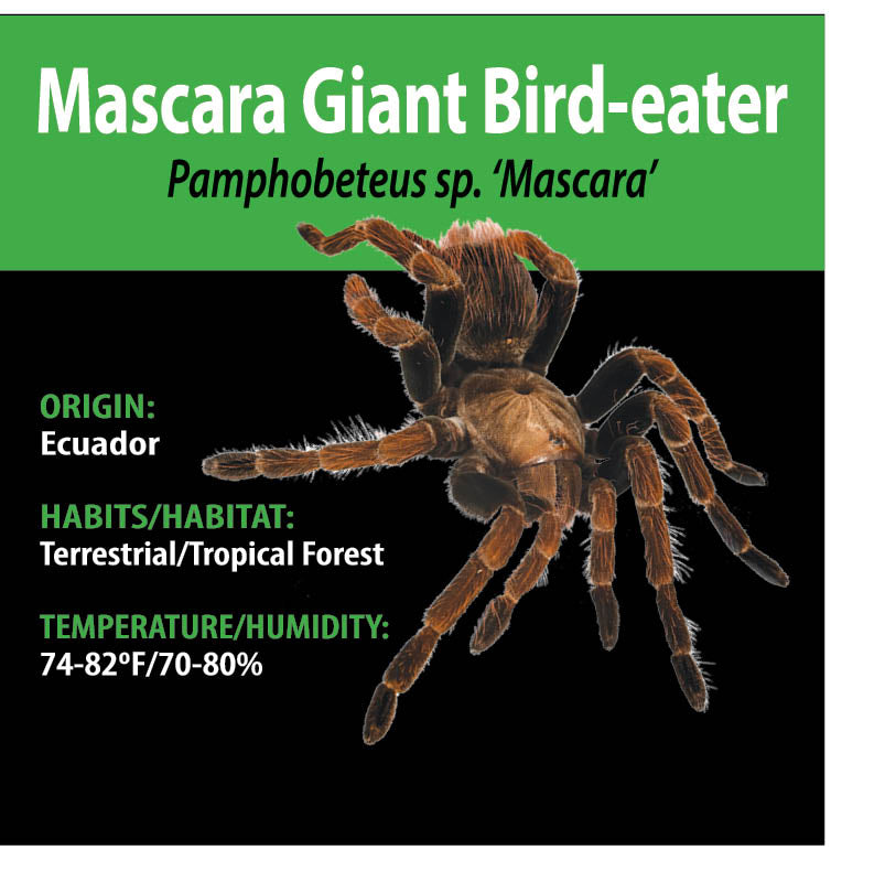 TERRESTRIAL GRAB N GO KIT: Pamphobeteus sp. 'Mascara' (Mascara Giant Bird-eater) 1.5"+