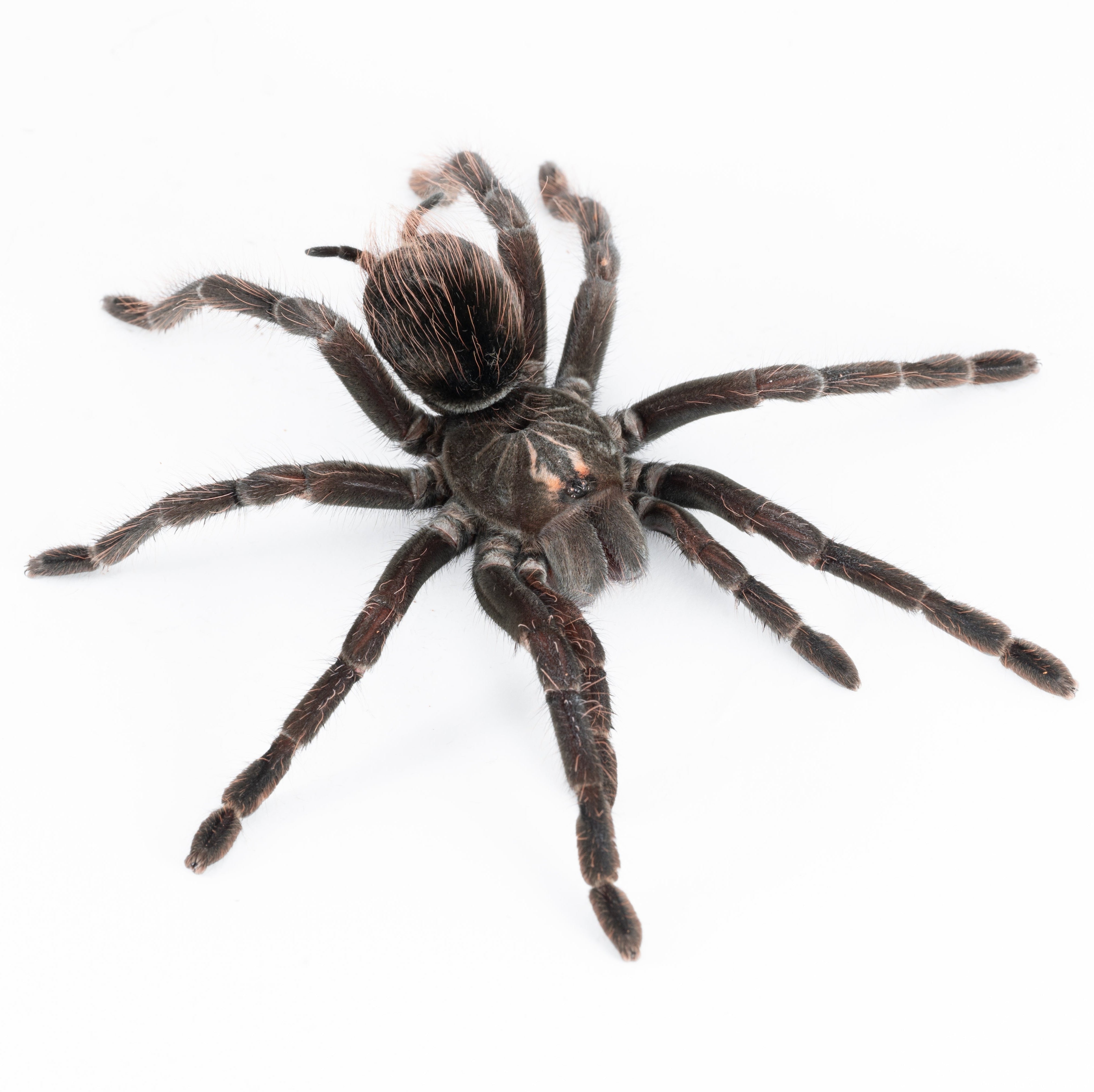 Pamphobeteus sp. 'Machala' (Purple Starburst Bird-eater) Tarantula