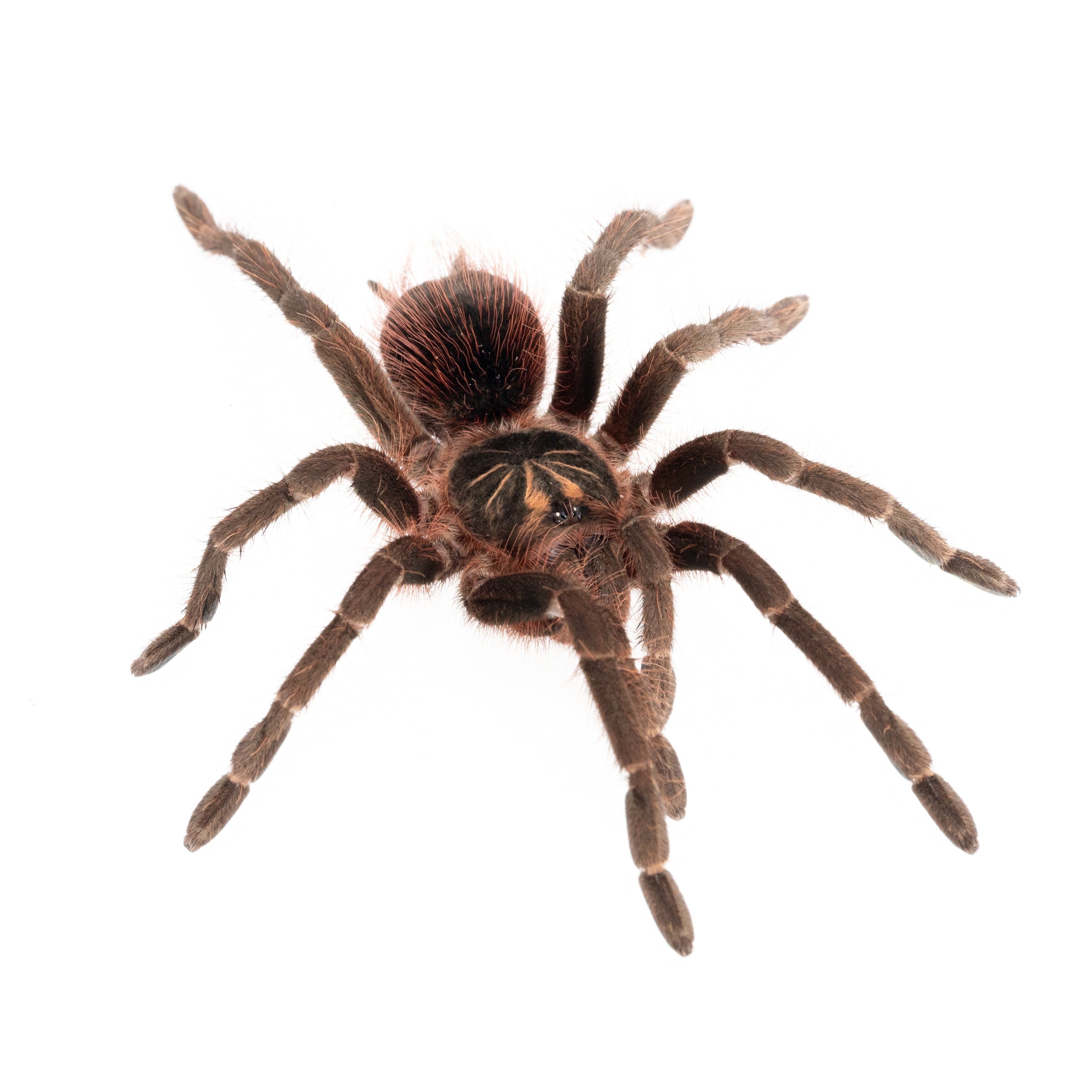 Pamphobeteus sp. 'Mirador' (Mirador Giant Birdeater)