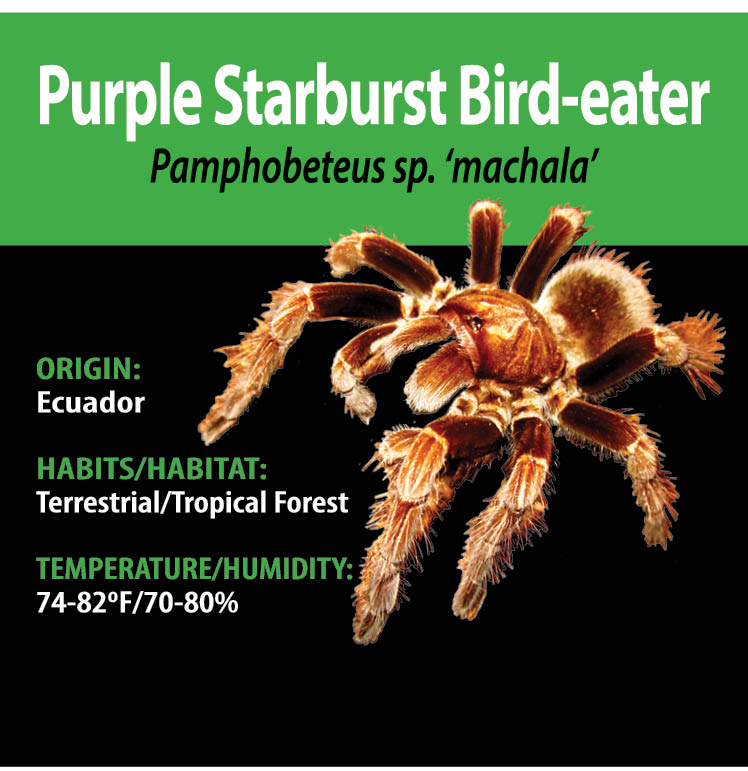 TERRESTRIAL GRAB N GO KIT: Pamphobeteus sp. 'Machala' (Purple Starburst Bird-eater) 1.5"+