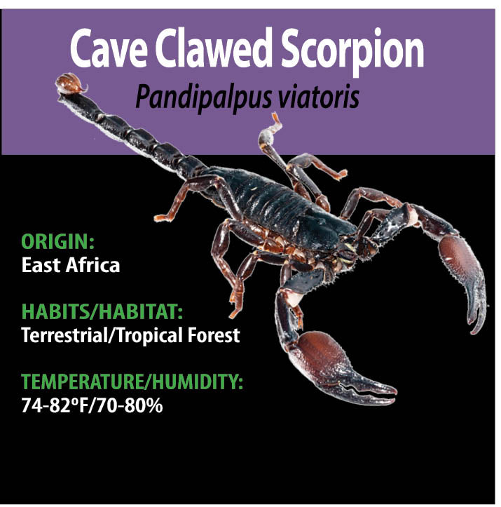 TERRESTRIAL GRAB N GO KIT: Pandipalpus viatoris (Cave Clawed Scorpion) 1.5"+
