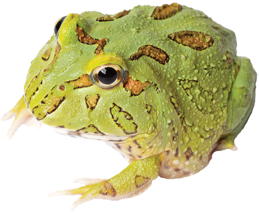 GNG Kit: Pacman Frog - PEPPERMINT