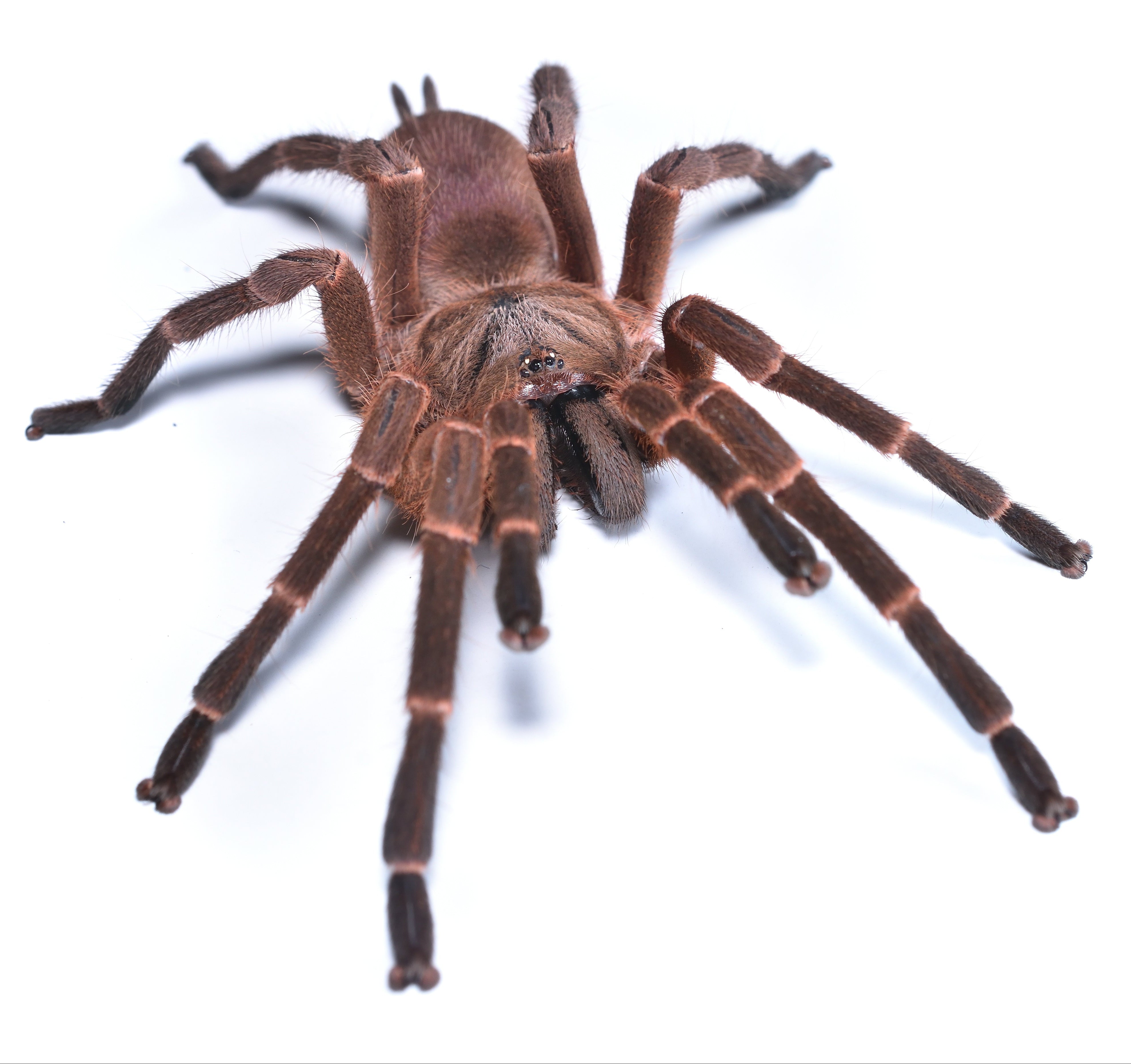 Phlogiellus obscurus (formerly Selenocosmia obscura) 4" Adult FEMALE
