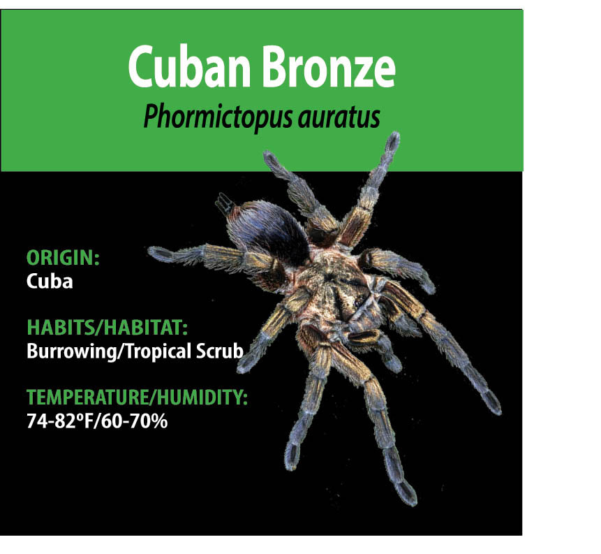 TERRESTRIAL GRAB N GO KIT: Phormictopus auratus (Cuban Bronze) 1.5"+