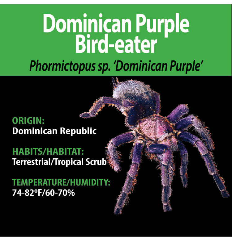 TERRESTRIAL GRAB N GO KIT: Phormictopus sp. 'Dominican Purple' (Dominican Purple Bird-eater) 1.5"+