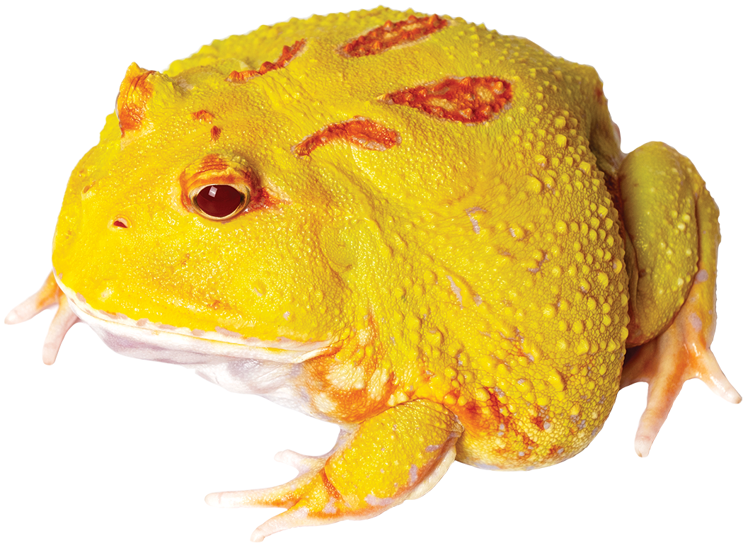 GNG Kit: Pacman Frog - PIKACHU