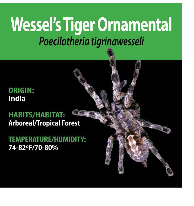 ARBOREAL GRAB N GO KIT: Poecilotheria tigrinawesseli (Wessel's Tiger Spider) 1.5"+