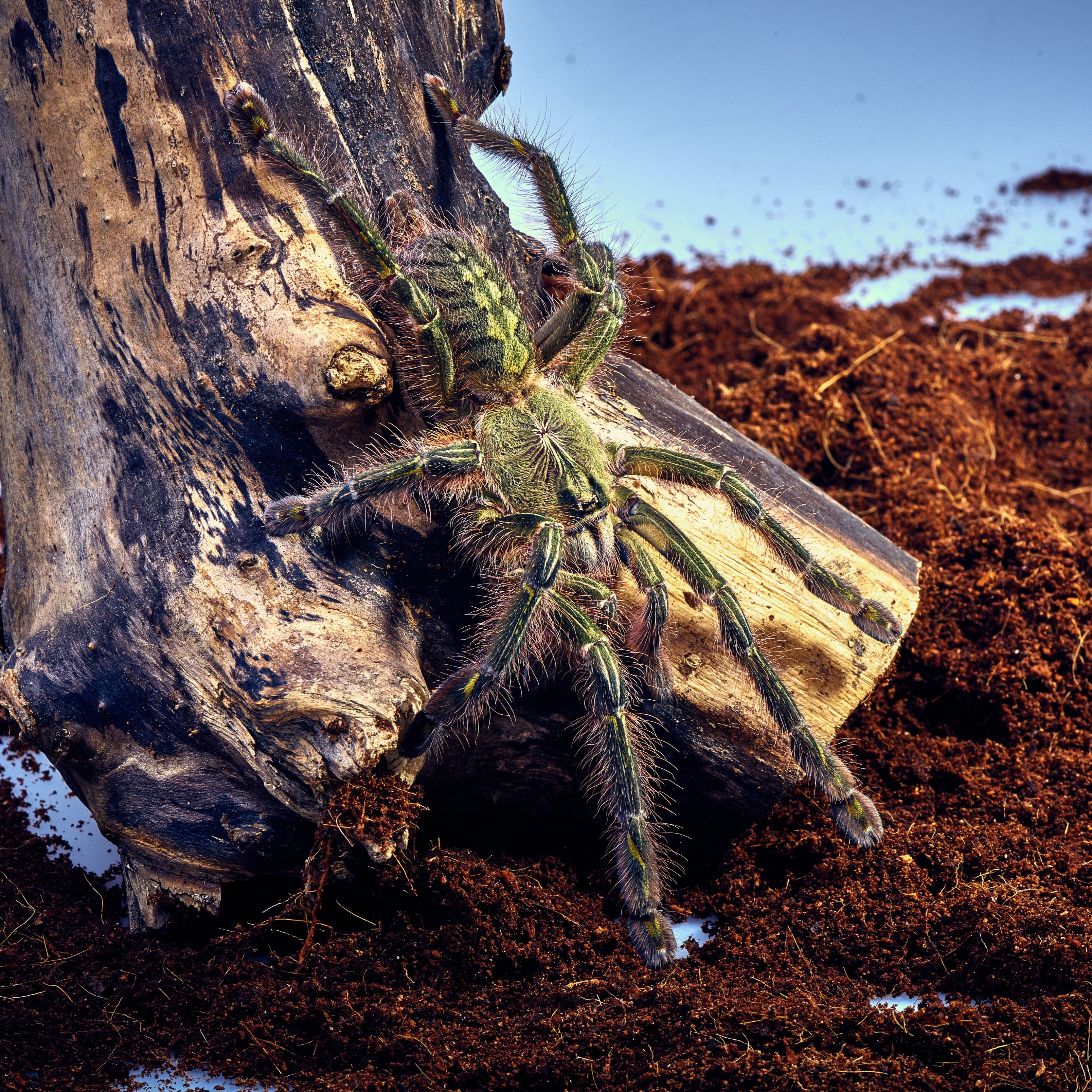 Poecilotheria rufilata (Red-slate Ornamental) 1" Bulk
