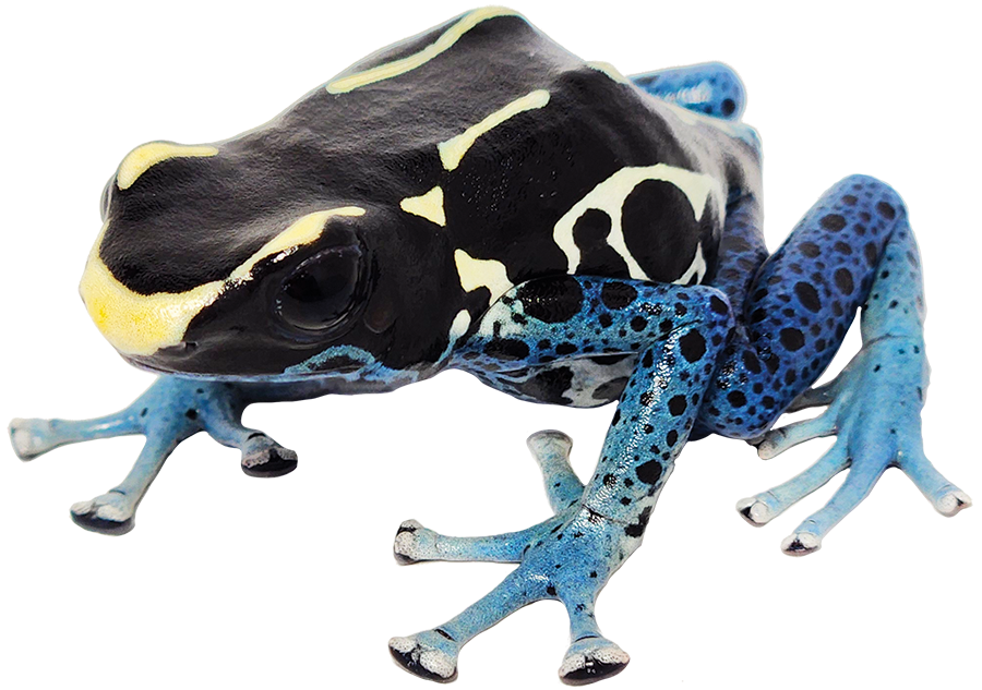 Dart Frog POWDER BLUE