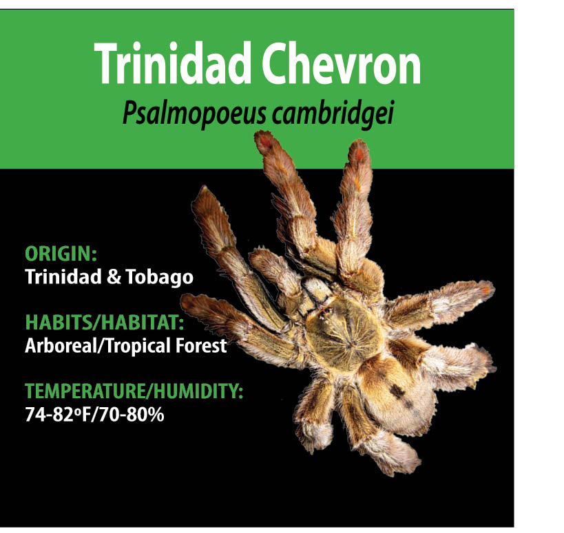 ARBOREAL GRAB N GO KIT: Psalmopoeus cambridgei (Trinidad Chevron) 1.5"+