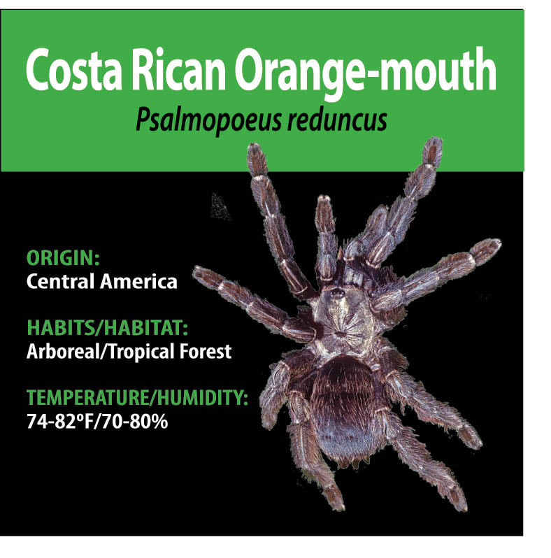ARBOREAL GRAB N GO KIT: Psalmopoeus reduncus (Costa Rican Orange Mouth) 1.5"+