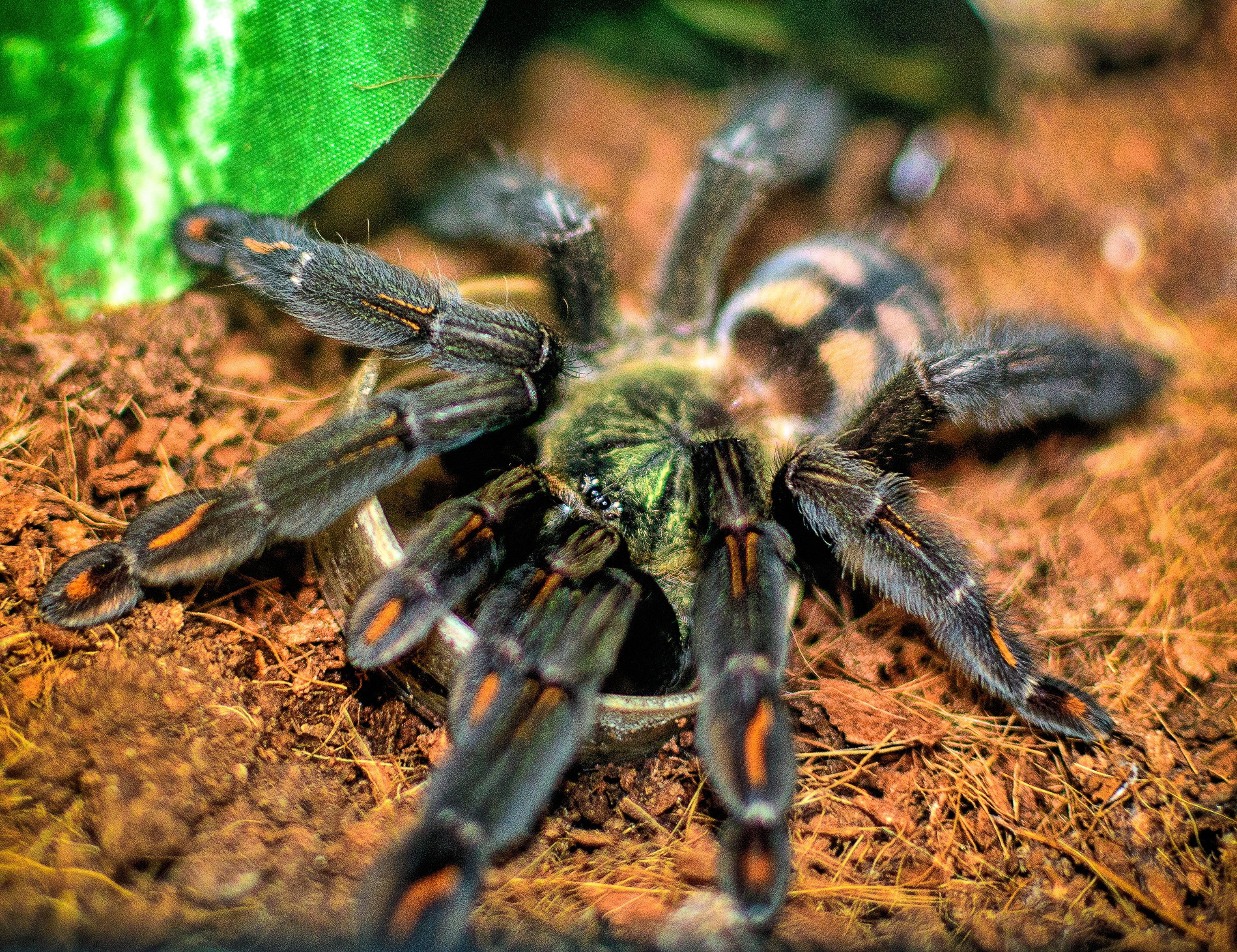 ARBOREAL GRAB N GO KIT: Psalmopoeus irminia (Venezuelan Suntiger) 1.5"+